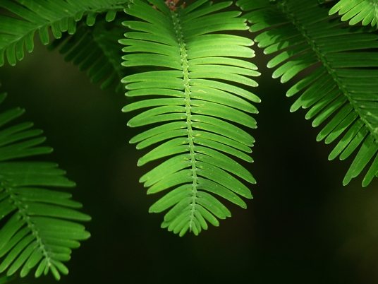 {Metasequoia glyptostroboides}